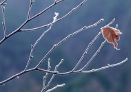 树枝上的冰霜图片