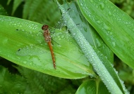 叶子蜻蜓图片