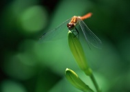 嫩芽上的蜻蜓图片