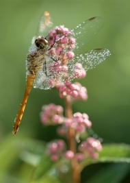植物上的蜻蜓图片