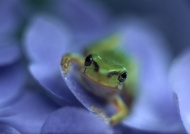 花朵青蛙图片