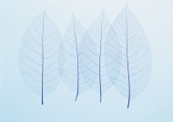 透明树叶纹理图片