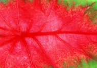 红色叶子纹理图片
