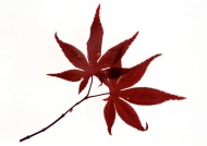 红色叶子图片