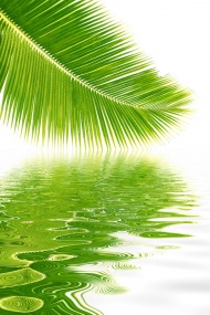 绿色椰树图片