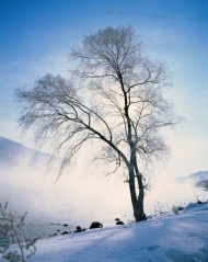 雪景图片