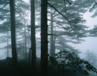 高山松树林图片