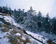 高山雪松图片