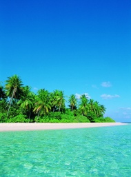 海边美丽的椰树风景图片