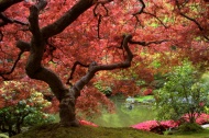红色枫叶树河塘图片
