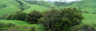 山坡绿草树木图片