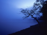湖水树木夜景图片