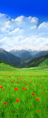 花草植物山景图片
