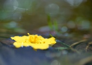 水中的花朵图片