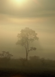 树木阳光晨雾图片