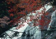 高山流水山景树林图片