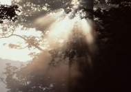 森林阳光图片