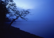 树木湖泊山景晨雾图片