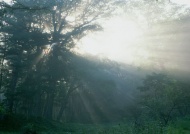 森林阳光图片