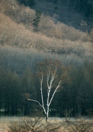 秋冬山林图片