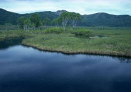 山景树林河水图片