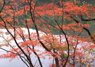 枫叶树图片