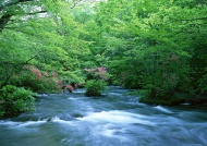森林河流美景图片