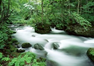 森林河流美景图片