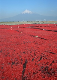 富士山红色花草图片