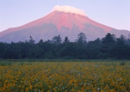 富士山花草图片