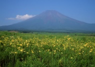 富士山百合花图片