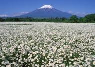 富士山太阳花图片