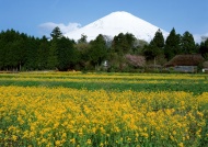 富士山野菊花图片