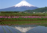 富士山水花草图片