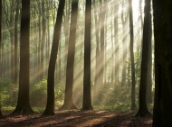 原始森林晨光图片