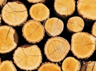 树桩木头图片