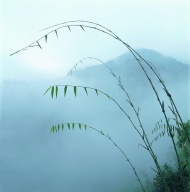 山林竹子图片