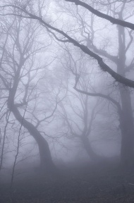 森林迷雾图片
