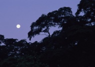 山林夜景月亮图片