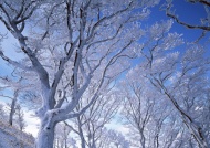 雪树雪景图片