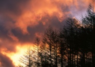 森林火烧云图片
