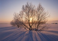 夕阳雪地树林图片