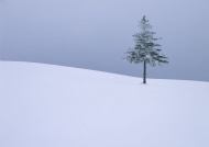 雪地里的杉树图片