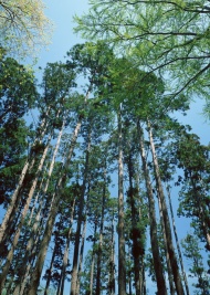 杉木林图片