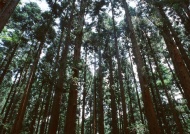 杉木林图片