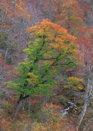 秋天树林图片
