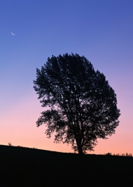 夕阳树木图片