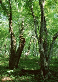 森林图片