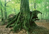 绿色树根图片