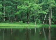 树林湖泊图片